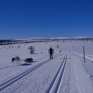 narty biegowe w Norwegii